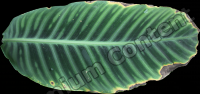 decal leaf 0002